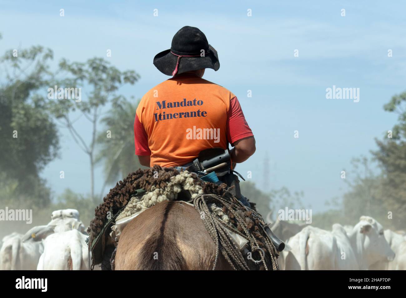 CORUMBA MS, BRAZIL - Aug 18, 2018: Cattle transport by cowboys on horseback on the nature parkway in the Brazilian Pantanal. Stock Photo