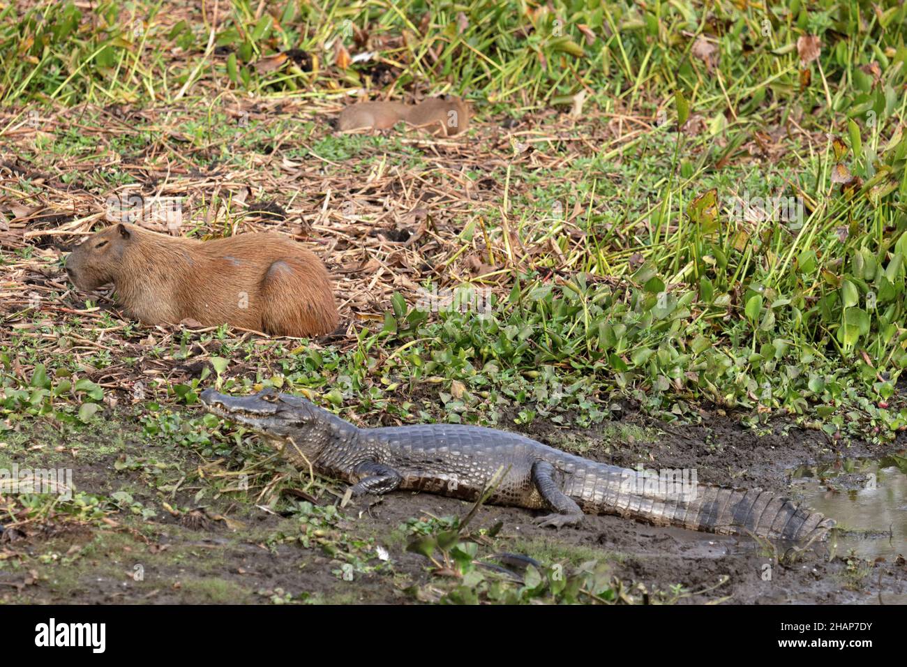 Caiman and capybara sitting next t each other Stock Photo