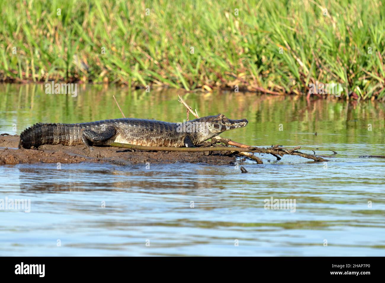 Caiman (alligator mississippiensis) in the Pantanal Stock Photo
