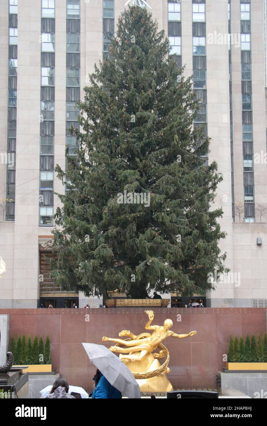 New York NY 20211126Christmas Tree Goes up in Rockefeller Center