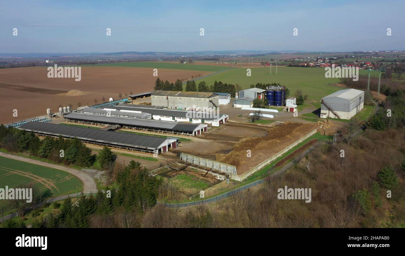 Dairy cows feeding barn dron aerial video shot, cows eat highquality