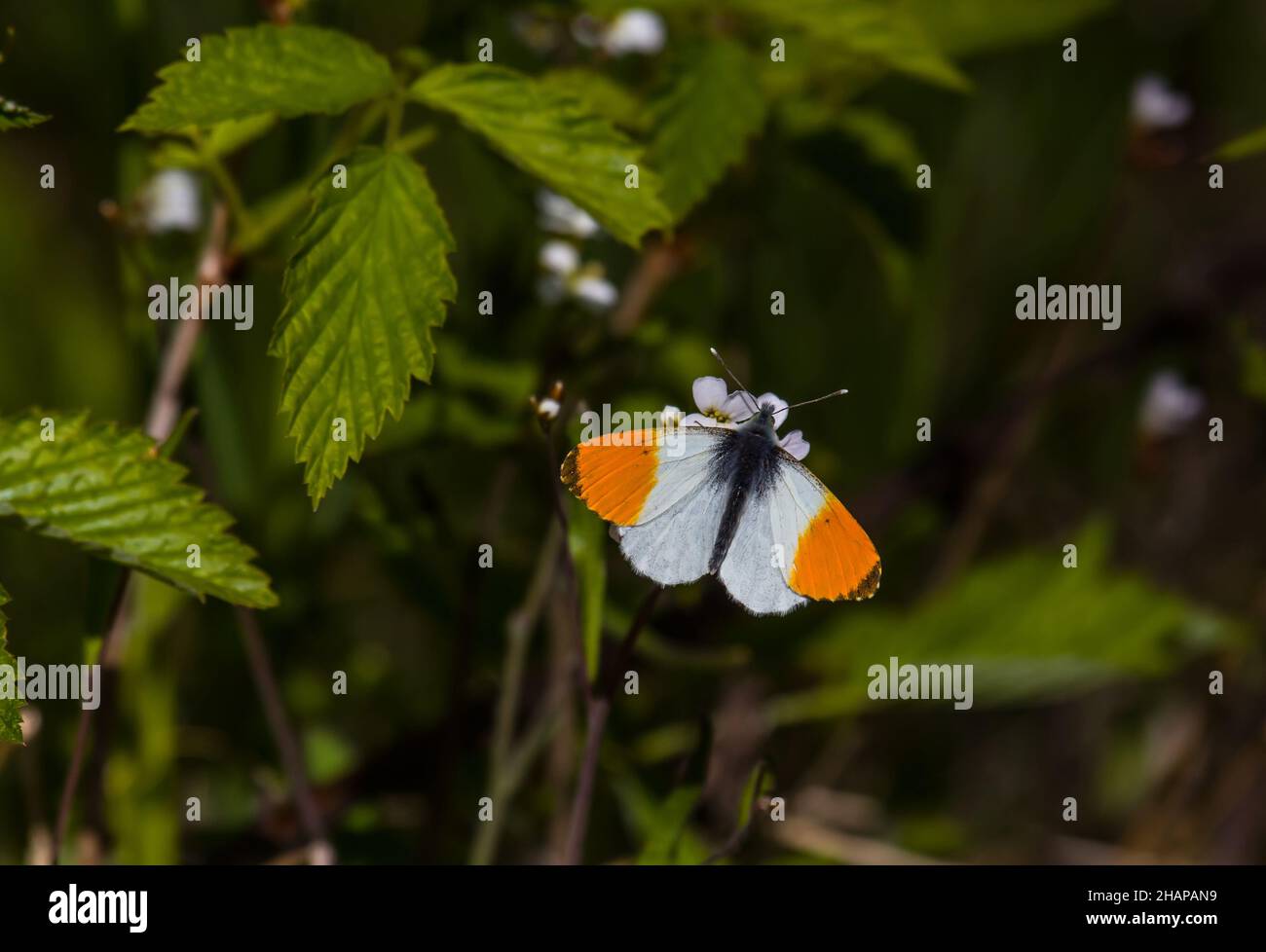 Orange-tip White (Anthocharis cardamines, male) butterfly feeds on nectar on consonant caterpillar forage plant 'Cardamin' (Lady-smock, Cardamine prat Stock Photo