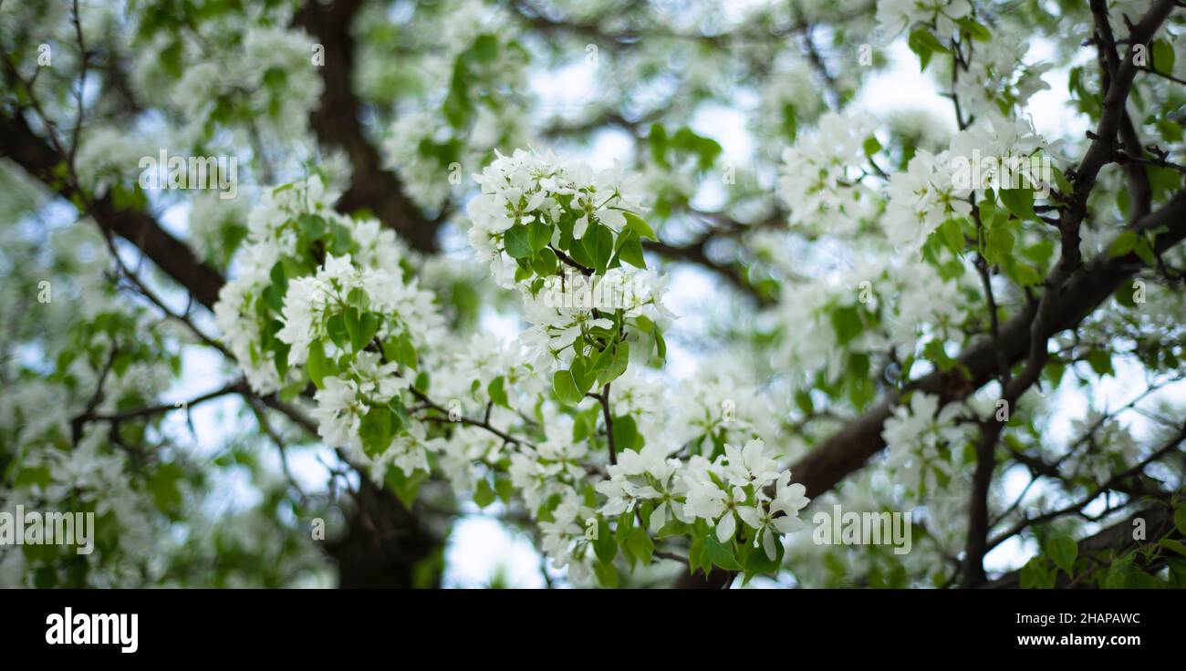 Apple tree flowers. Blooming tree. Spring. Floral backgrounds. Stock Photo