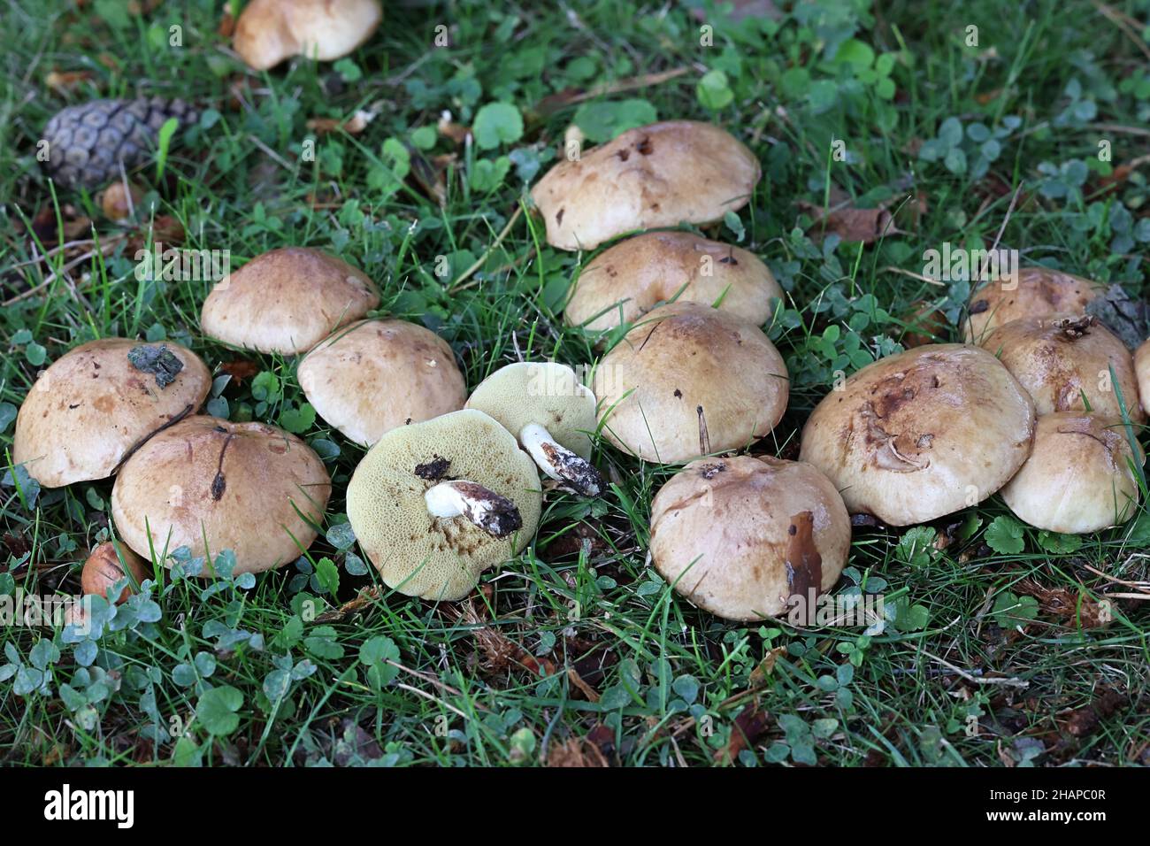 Suillus granulatus, known as the weeping bolete or the granulated bolete, wild edible mushroom from Finland Stock Photo