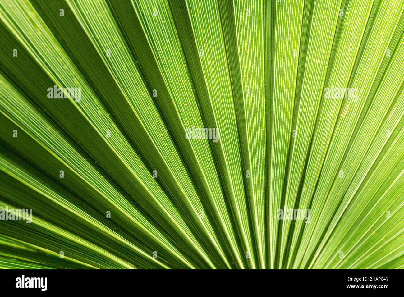Grünes Blatt in einem Gewächshaus Stock Photo