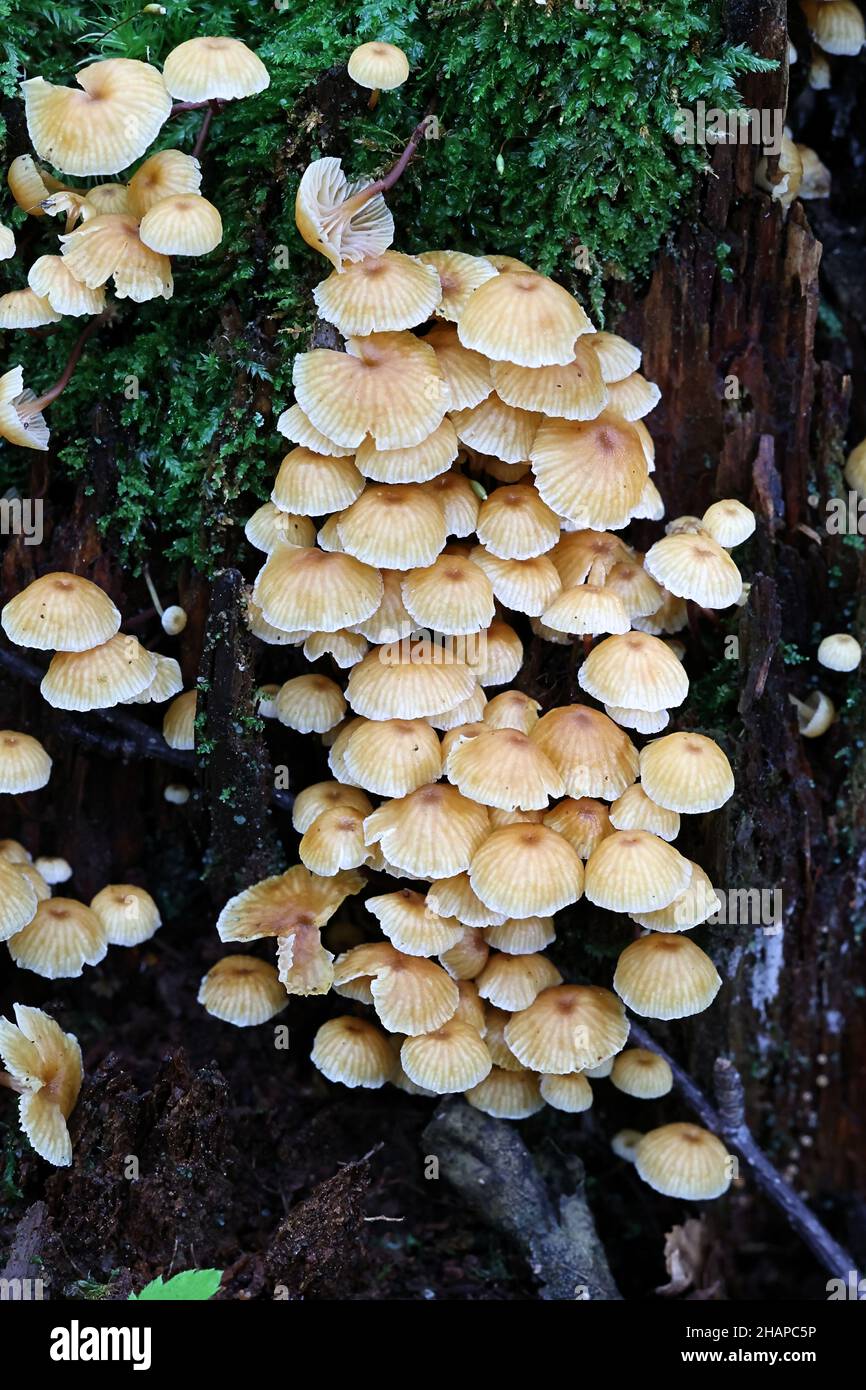 Xeromphalina campanella, known as the pinewood gingertail, golden