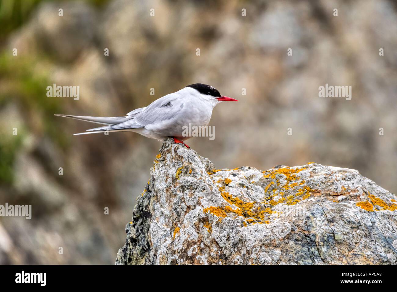 An Arctic tern, Sterna paradisaea, perched on a rock in the Shetland Islands. Stock Photo