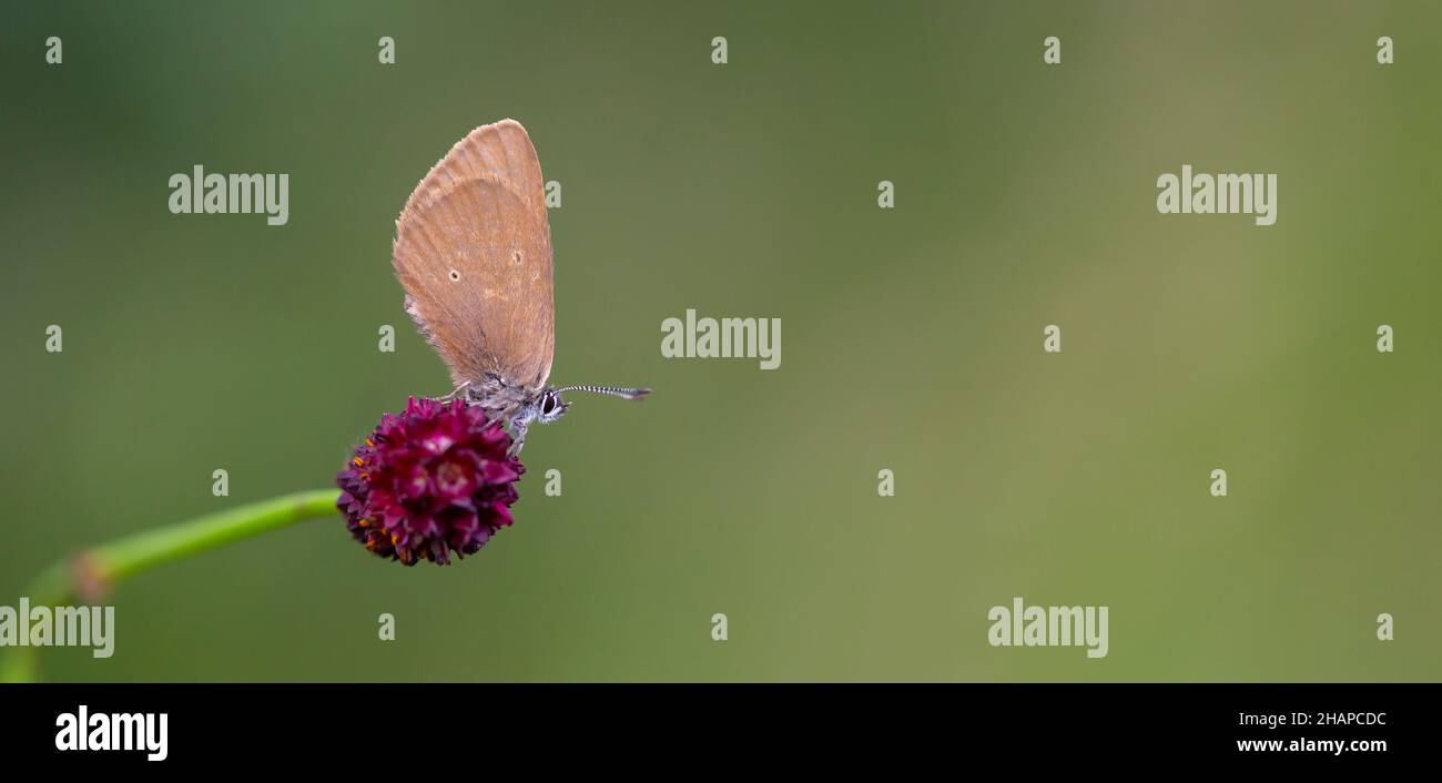 brown little butterfly on host plant, Phengaris nausithous Stock Photo