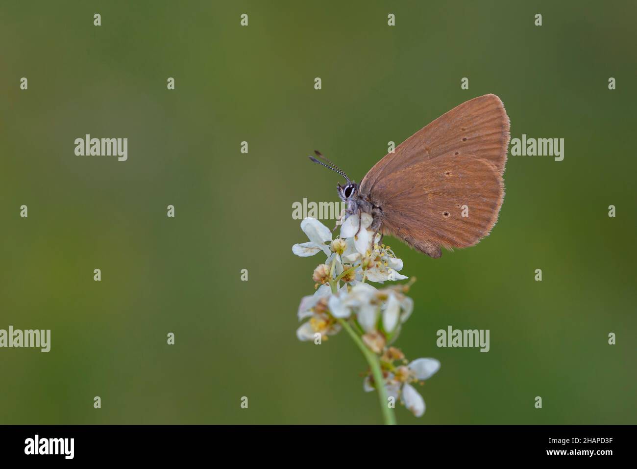 brown little butterfly on host plant, Phengaris nausithous Stock Photo