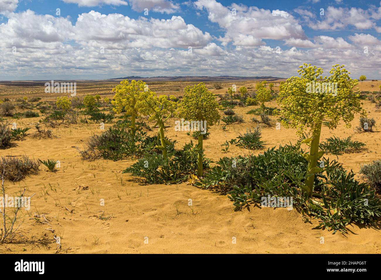 Ferula assa-foetida at Kyzylkum Desert in Uzbekistan Stock Photo