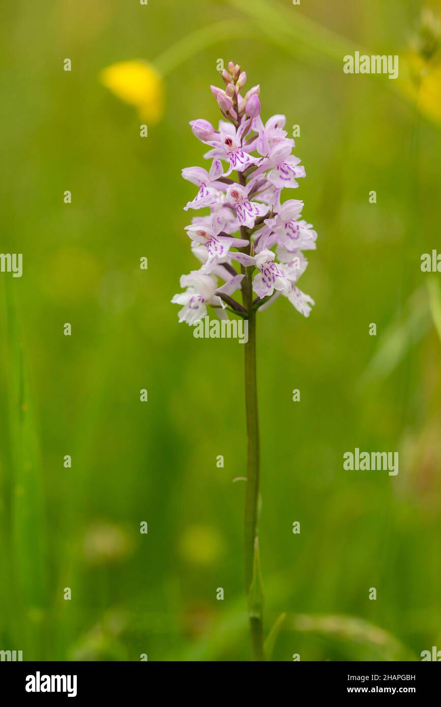 Heath Spotted Orchid (Dactylorhiza maculata) flowering in a meadow Stock Photo