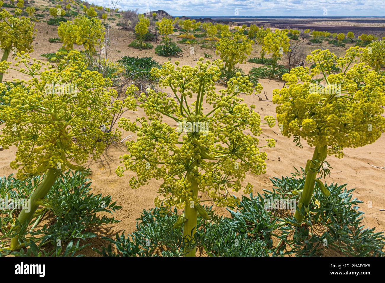 Ferula assa-foetida growing at Kyzylkum Desert in Uzbekistan Stock Photo -  Alamy