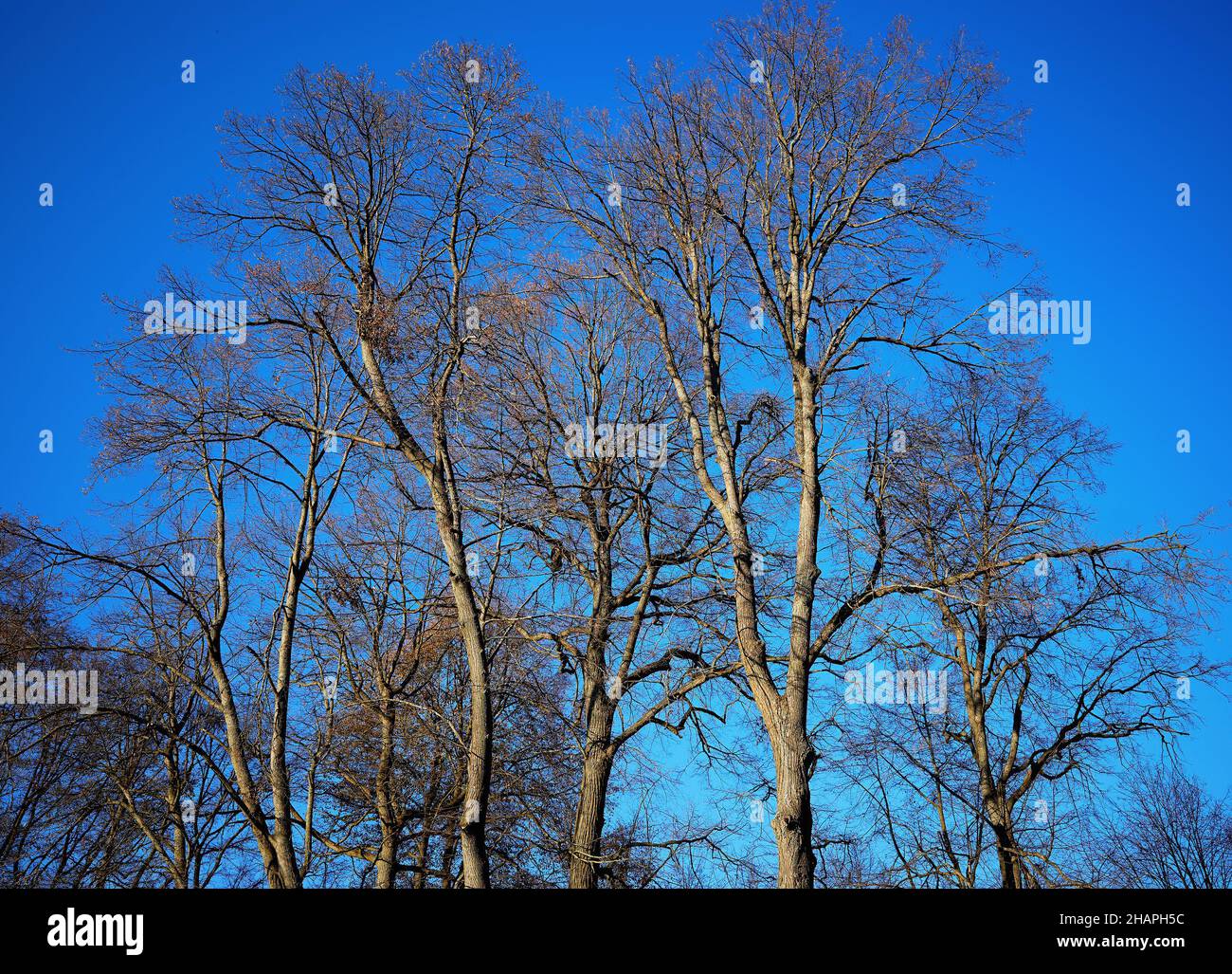 Daylight trees in autumn hi-res stock photography and images - Alamy