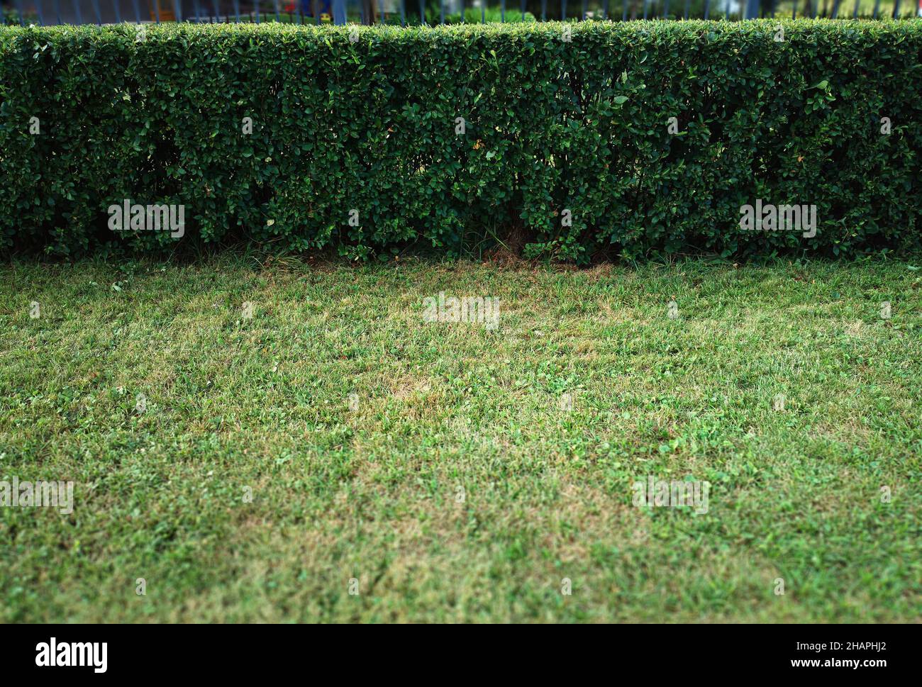 Trimmed garden bushes summer background Stock Photo Alamy