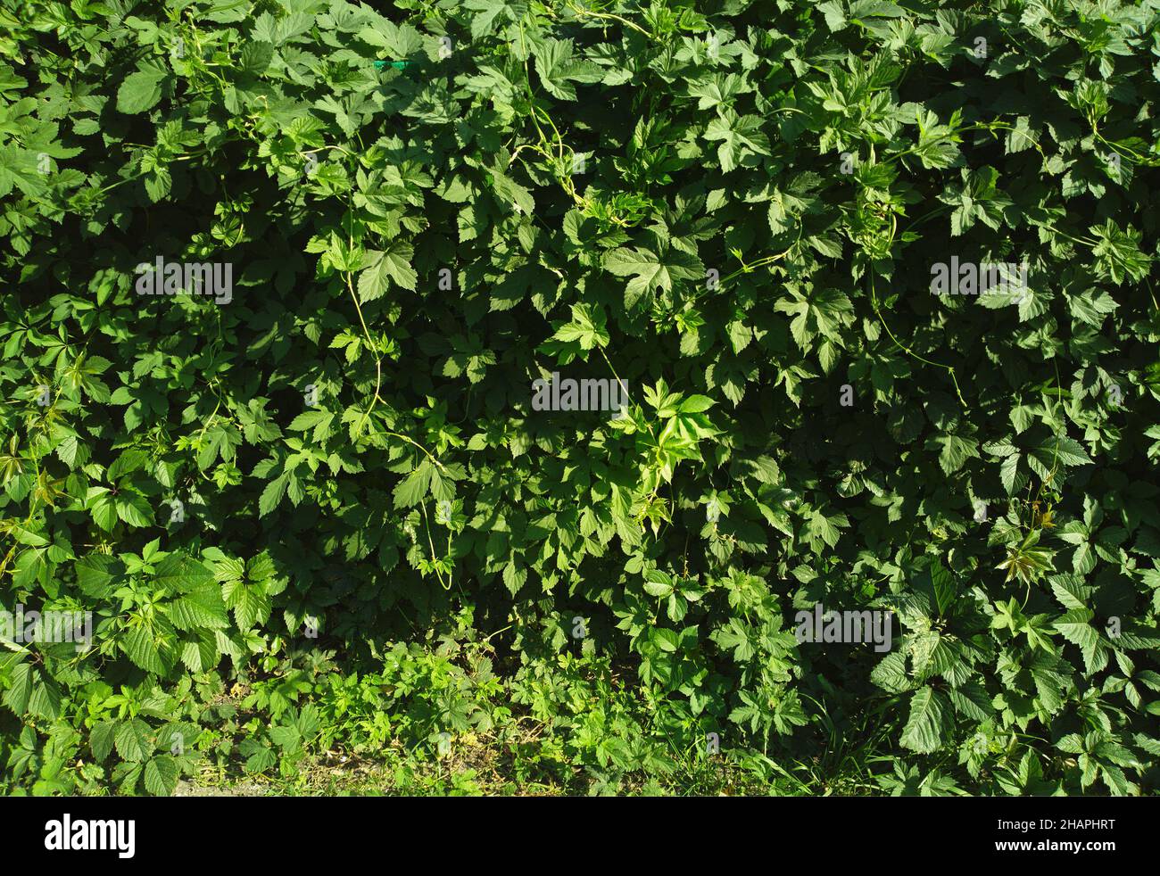 Green bush leaves hi-res stock photography and images - Alamy