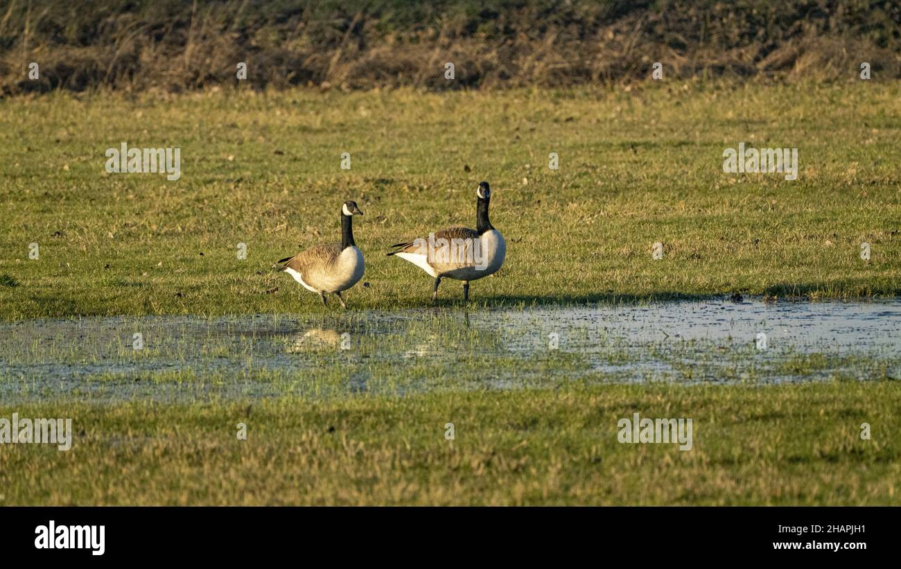 Amazing view of geese in a field by the ponin Reinheimer Stock Photo ...