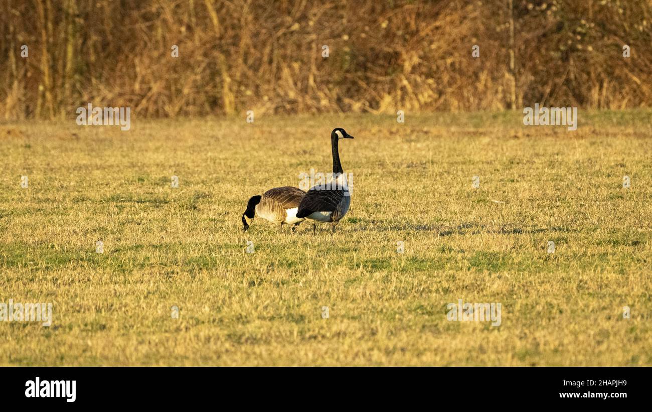 Amazing view of geese in a field at sunset in Reinheimer Stock Photo ...