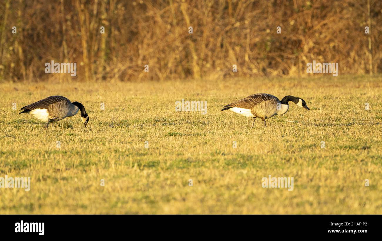 Amazing view of geese in a field at sunset in Reinheimer Stock Photo ...