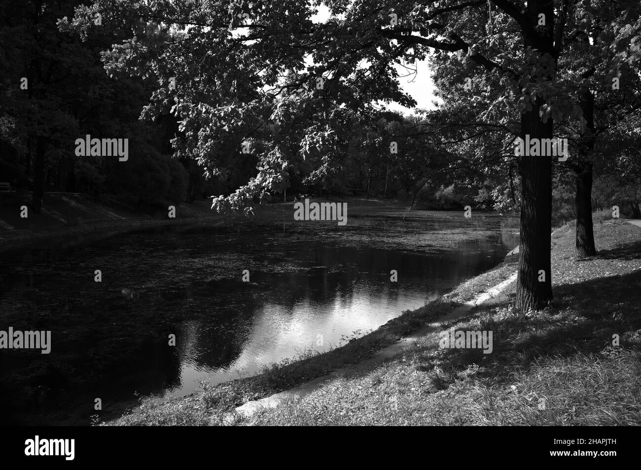 Tree branches on pond Black and White Stock Photos & Images - Alamy