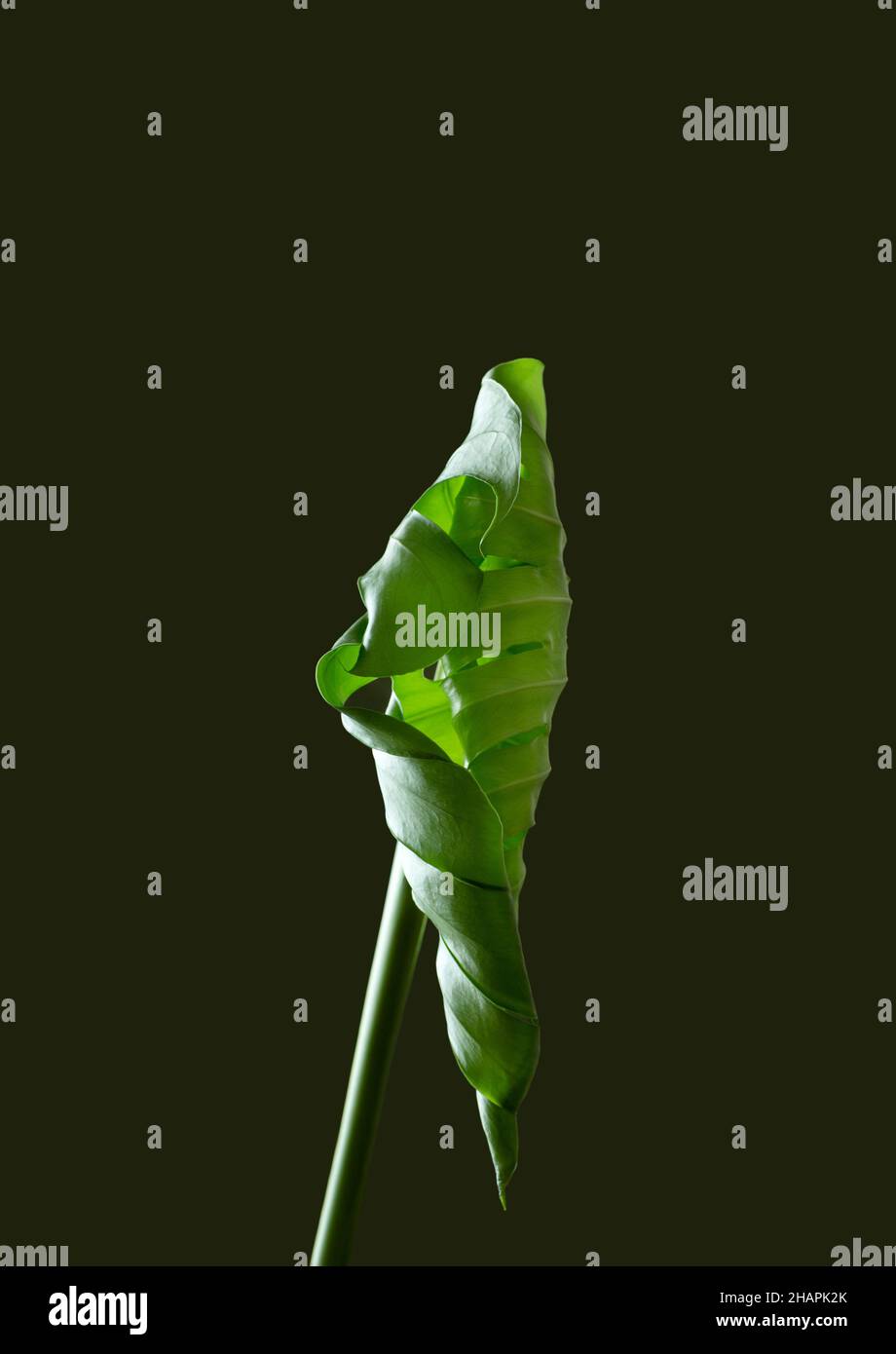 A new monstera leaf opens. Dark background Stock Photo