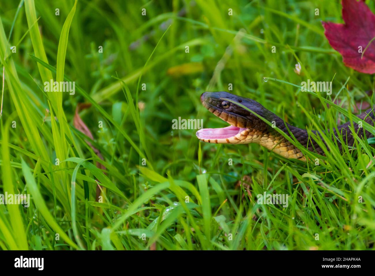 Plain-bellied water snake with mouth wide open Stock Photo