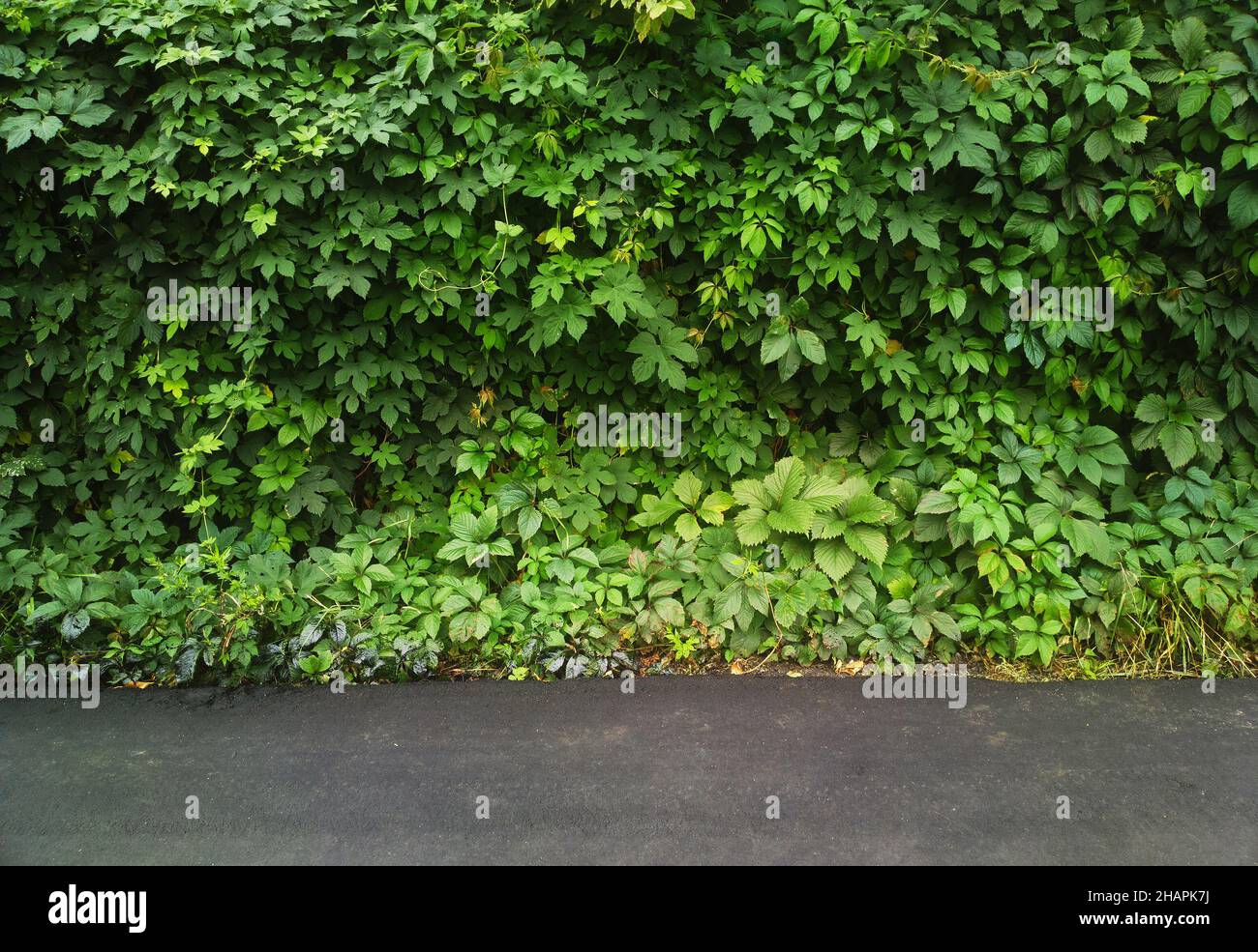 Green bushes with park asphalt road backdrop Stock Photo - Alamy