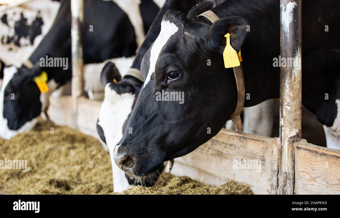 Large a cow breeding, cows eating hay in the cowshed, animal and food