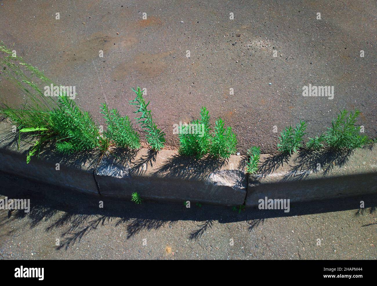 Back of the border plants hi-res stock photography and images - Alamy