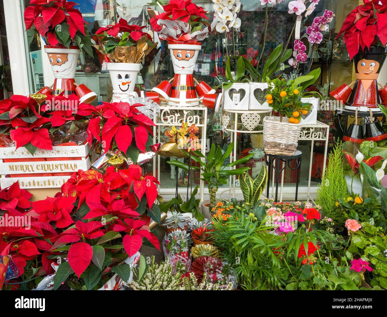 Plants and flowers in pots decorated with Christmas motifs Stock Photo