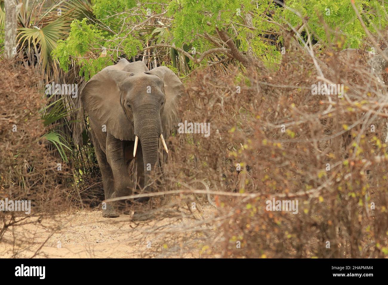 Elephant in the safari of Tanzania, Selous Game Reserve on a sunny day Stock Photo