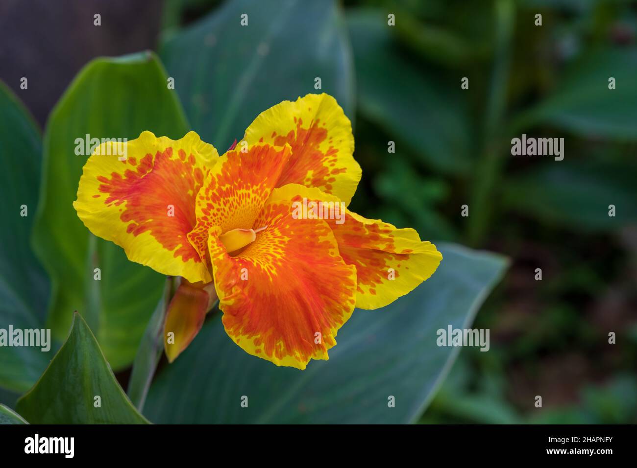 Bright orange flower of Canna or canna lily is the only genus of flowering plants in the family Cannaceae Stock Photo