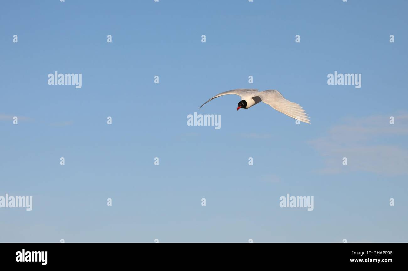 white seagull with black head flying high in the sky with wide wingspan Stock Photo