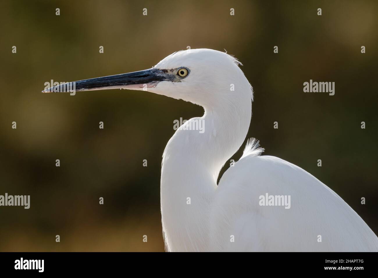 little egret, Egretta garzetta, Ebro Delta, Catalonia, Spain Stock Photo