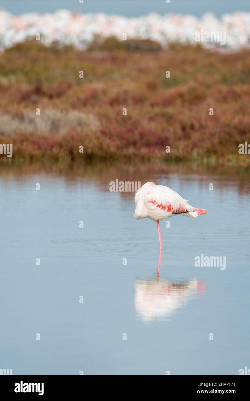 greater flamingo, Phoenicopterus roseus, Ebro Delta, catalonia, Spain Stock Photo