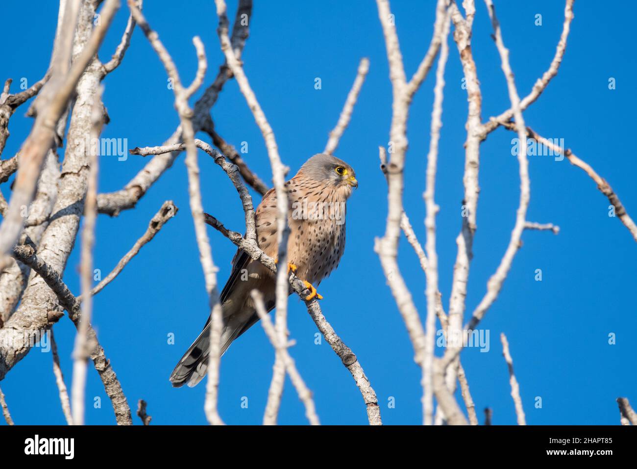 European kestrel, Falco tinnunculus, perching on a tree branch, Ebro Delta, Catalonia, Spain Stock Photo