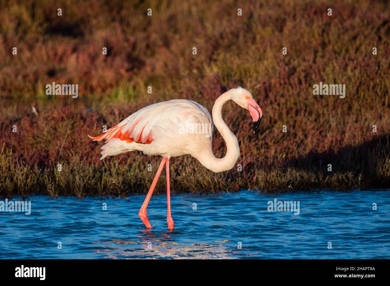 greater flamingo, Phoenicopterus roseus, Ebro Delta, catalonia, Spain Stock Photo