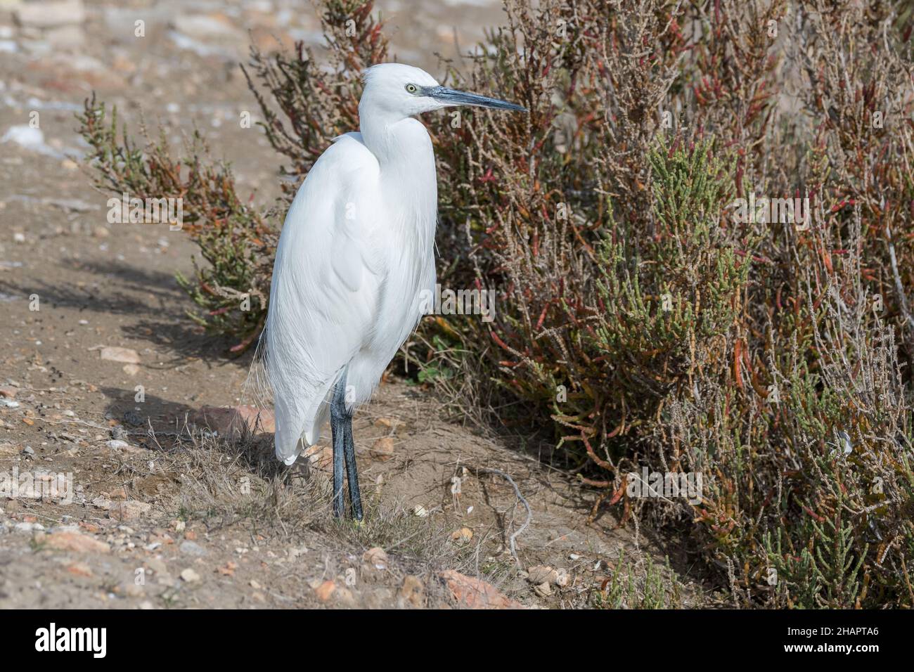 little egret, Egretta garzetta, Ebro Delta, Catalonia, Spain Stock Photo