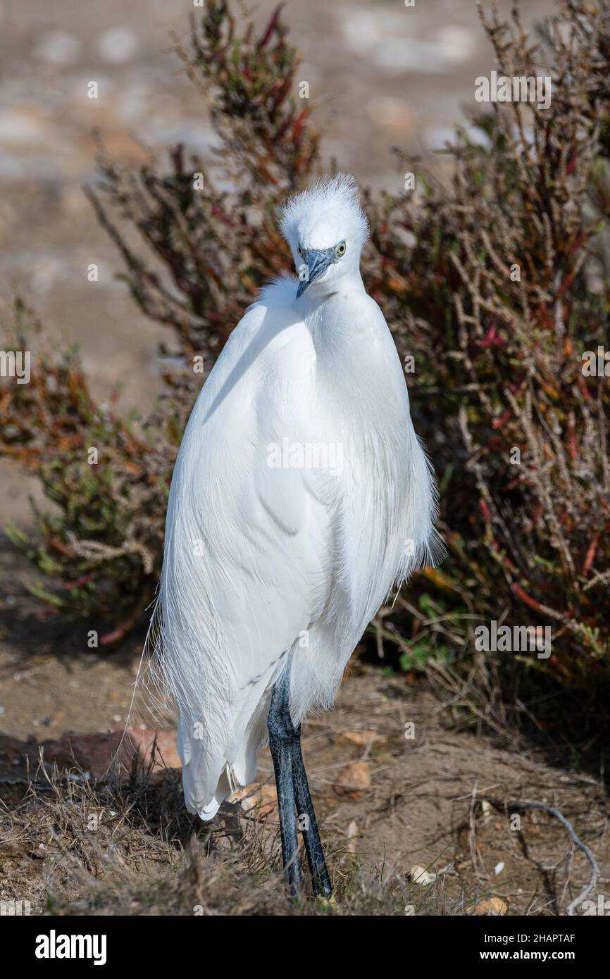 little egret, Egretta garzetta, Ebro Delta, Catalonia, Spain Stock Photo