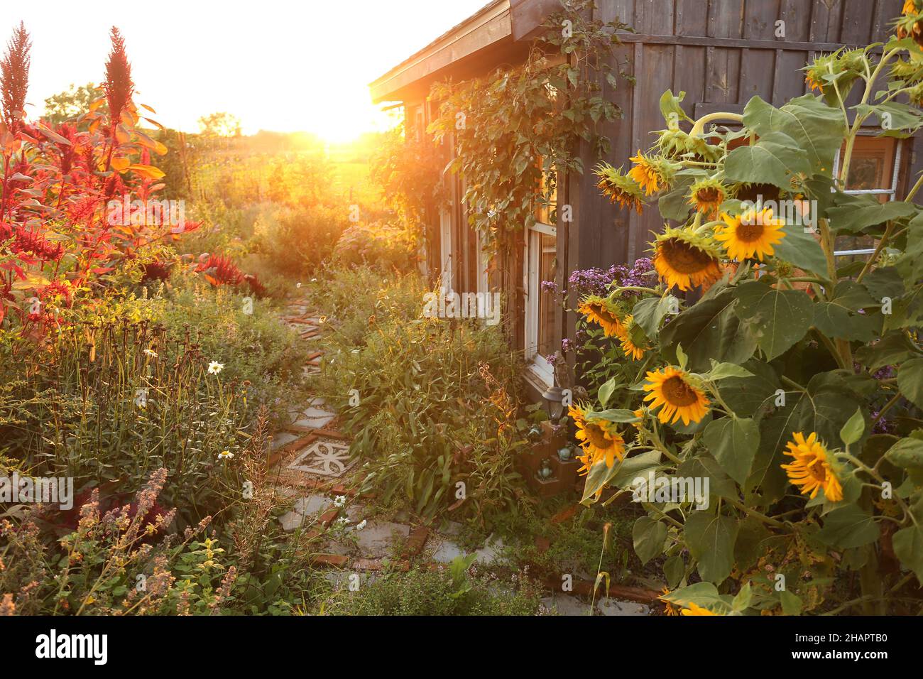 A beautiful little hand built shed is surrounded by Sunflowers and