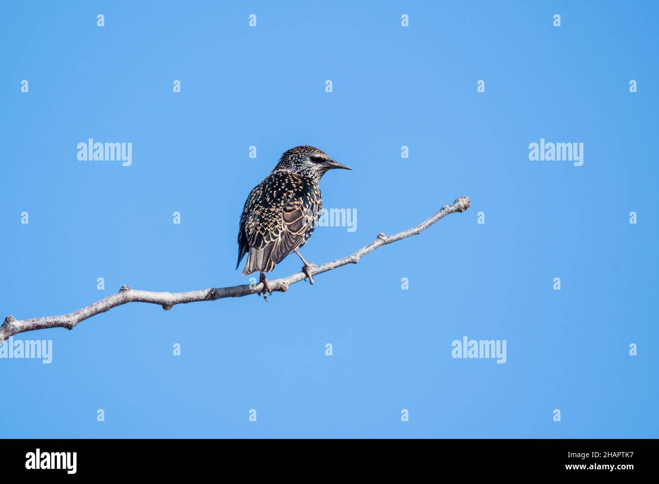 common starling, Sturnus vulgaris, perching on a tree, Ebro Delta, Catalonia, Spain Stock Photo