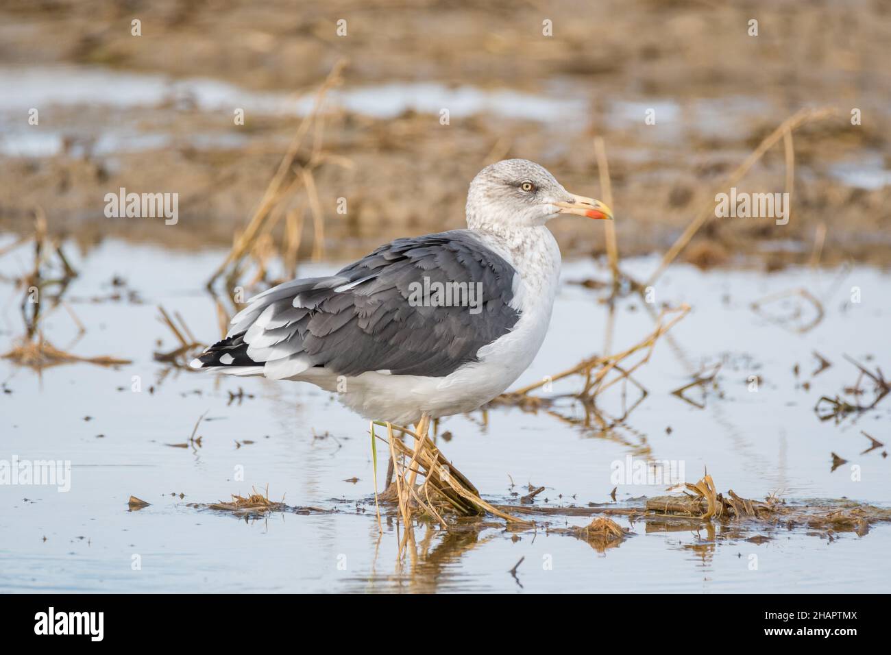 lesser black-backed gull, Larus fuscus graellsii, on a flooded field, Ebro Delta, Catalonia, Spain Stock Photo