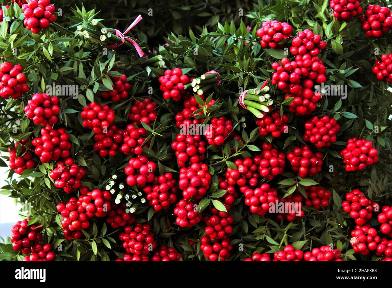 Kokina,Butcher's broom is old an Istanbul tradition when christmas comes.Combination red flowers bouquets piling at flower seller.Backgrounds Stock Photo