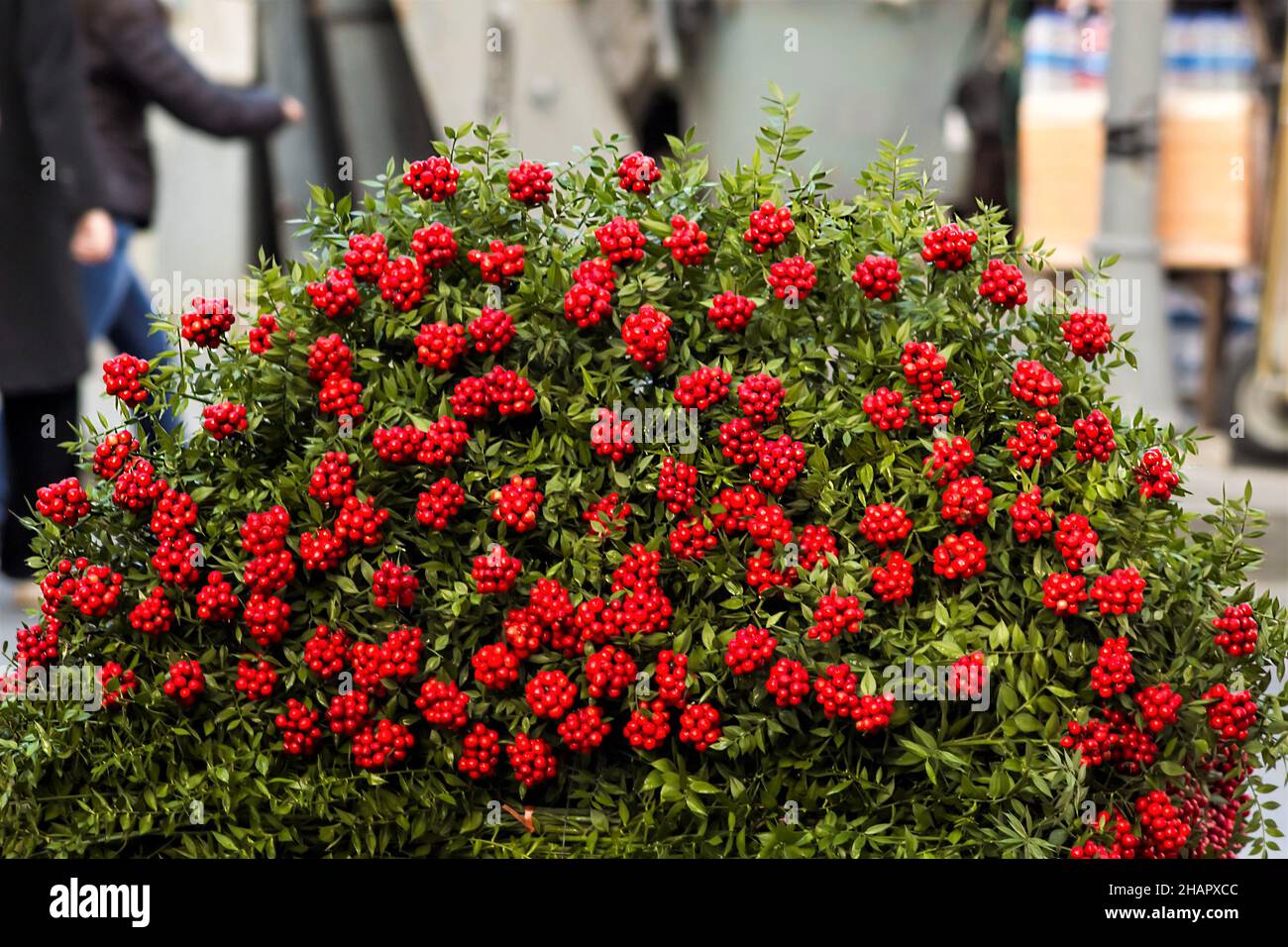 Kokina,Butcher's broom is old an Istanbul tradition when christmas comes.Combination red flowers bouquets piling at flower seller.Backgrounds Stock Photo