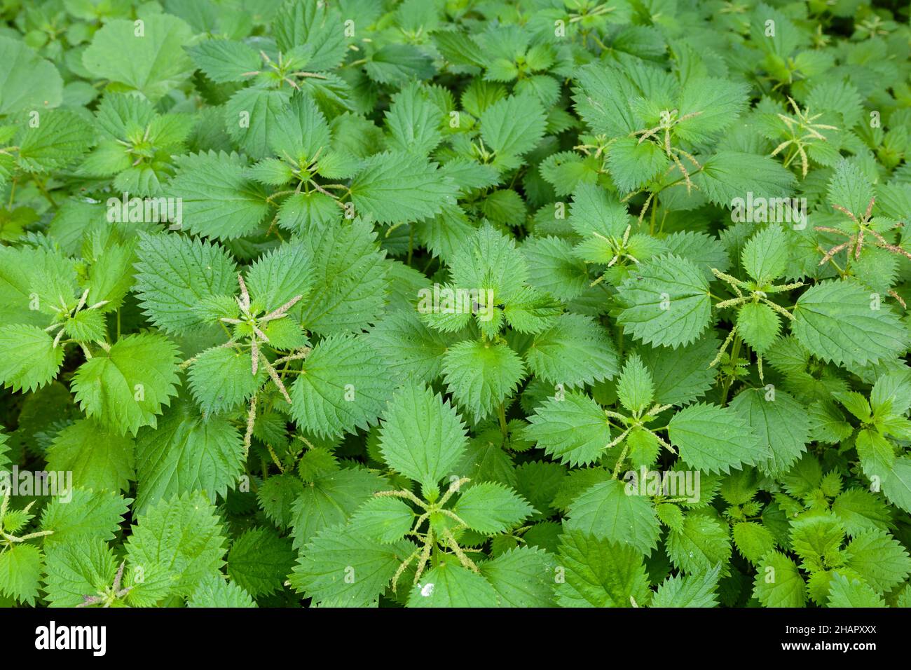 Overgrown garden full of green stinging nettles Stock Photo