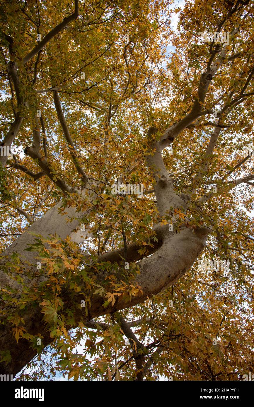 Maple tree with yellow leaves in autumn in a forest Stock Photo - Alamy