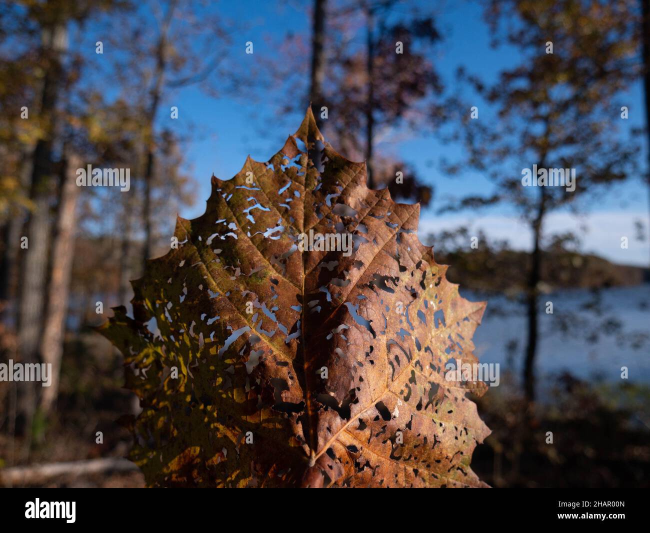 Fall Leaves are Changing Stock Photo Alamy