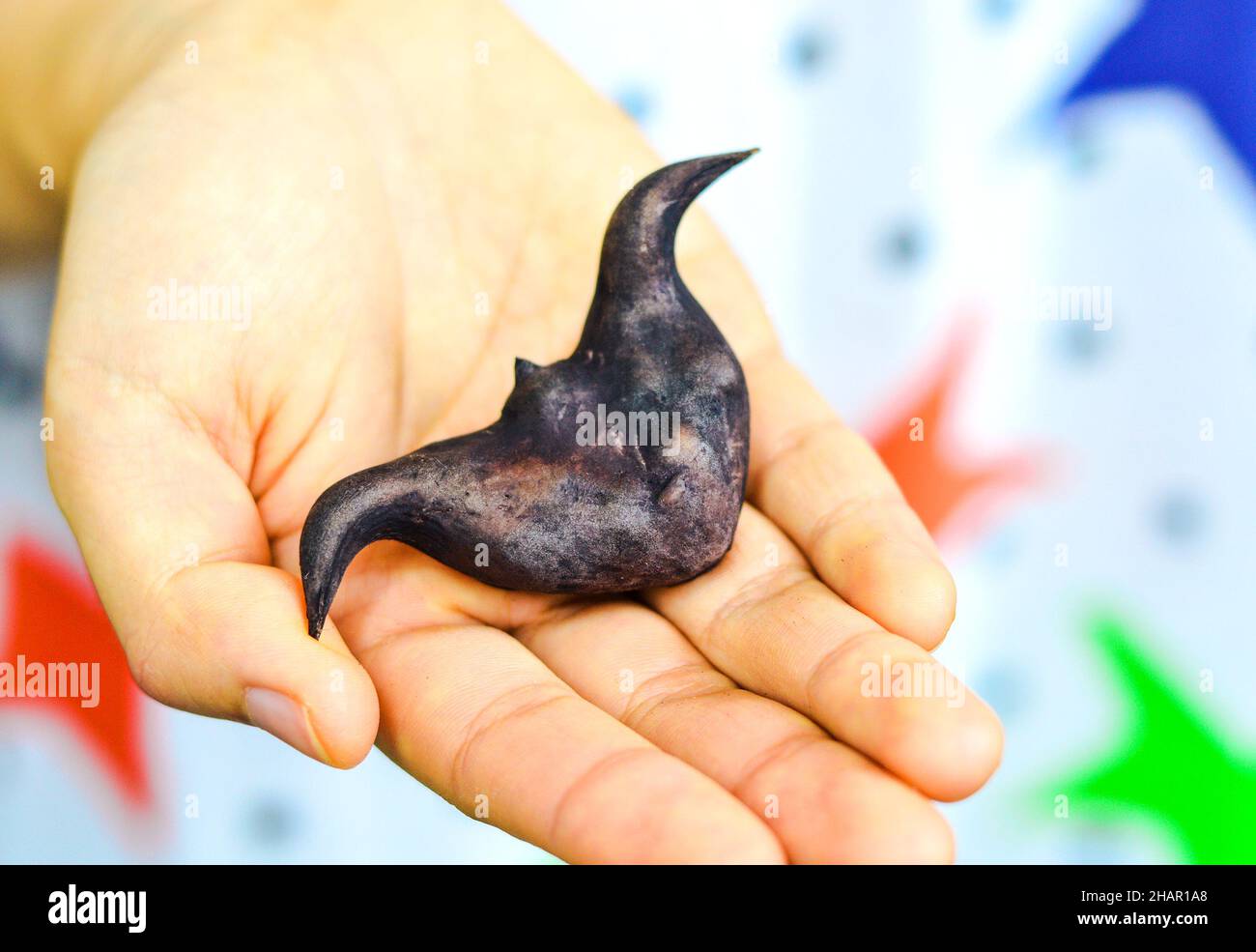 A single Chinese Ling Jiao (water caltrop) placed on a hand. Stock Photo