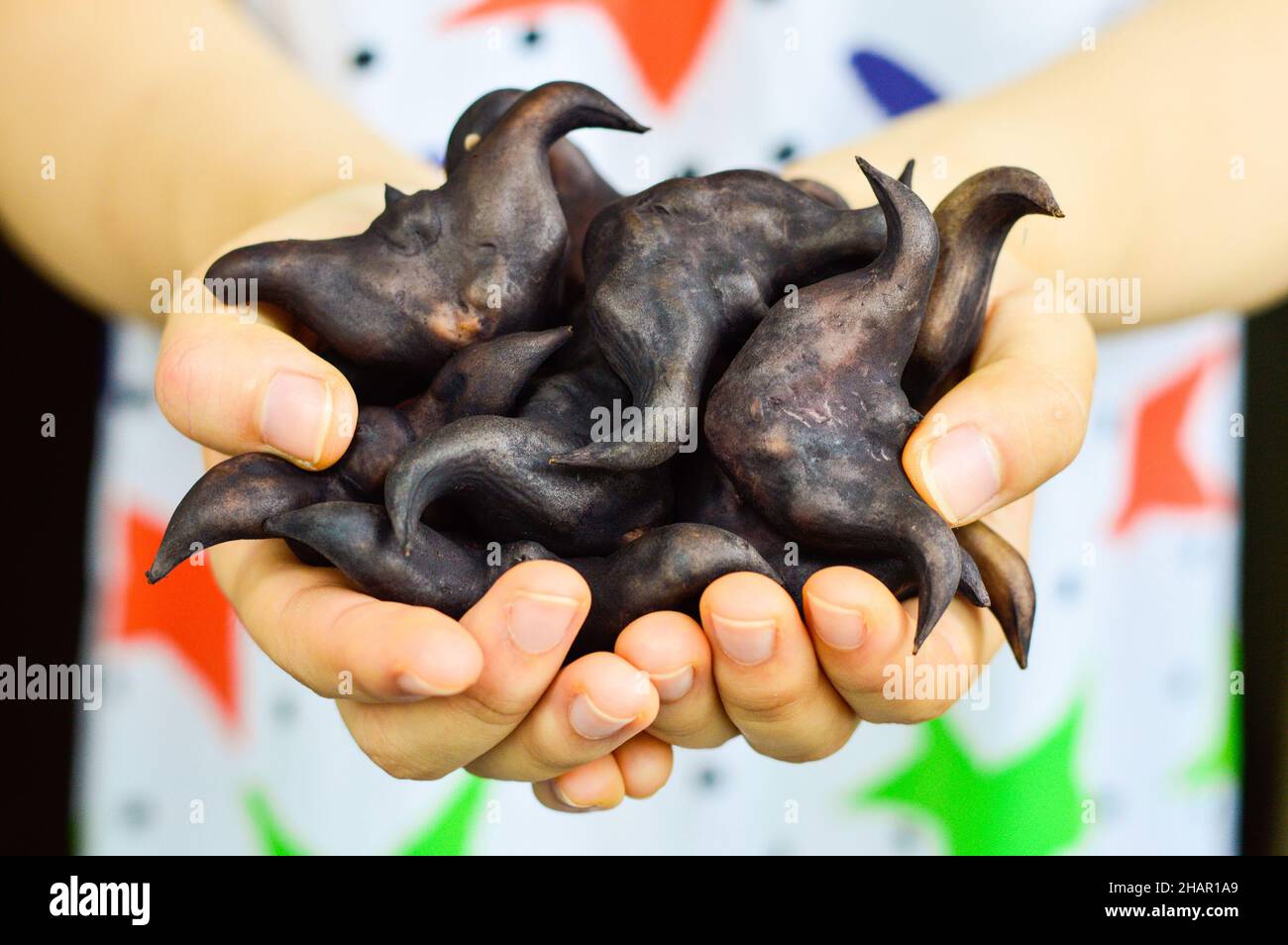 Two hands holding Chinese ling jiao (water caltrop). Stock Photo