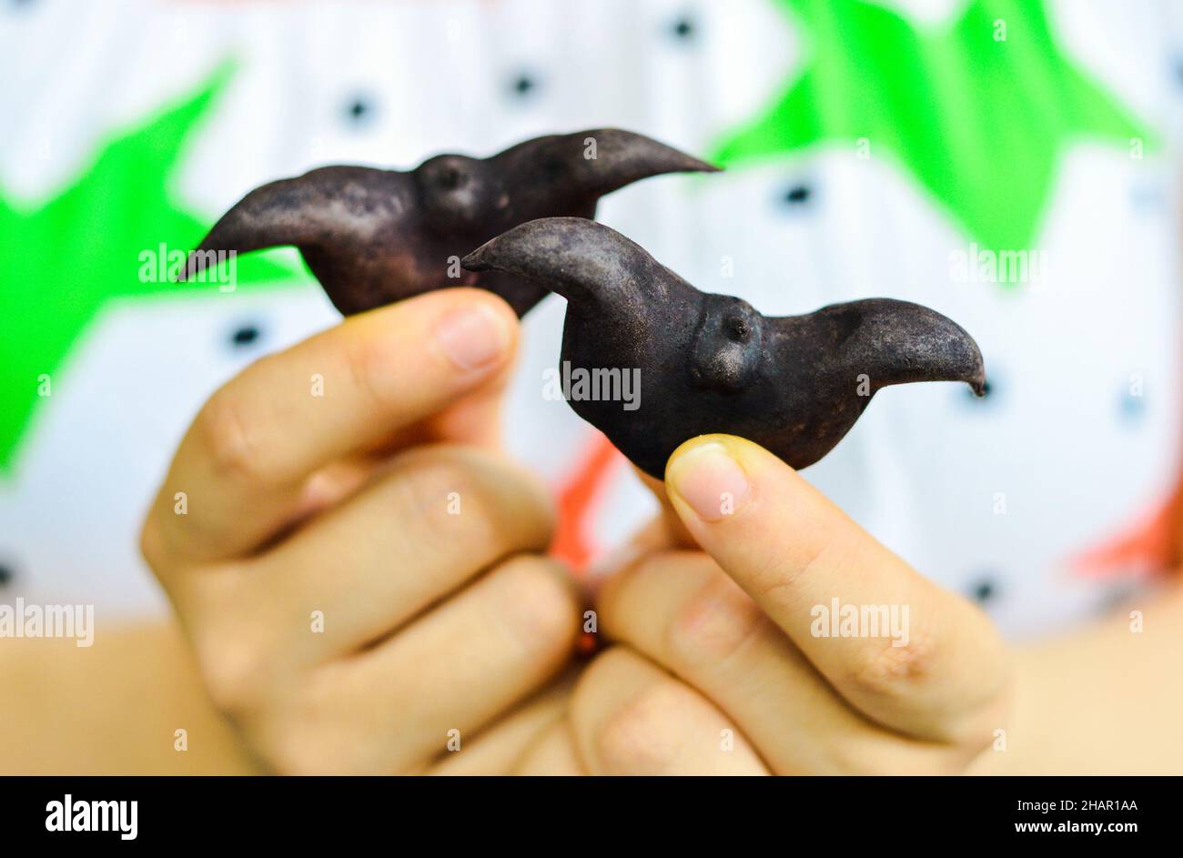 Hands holding two Chinese ling jiao (water caltrop). Stock Photo