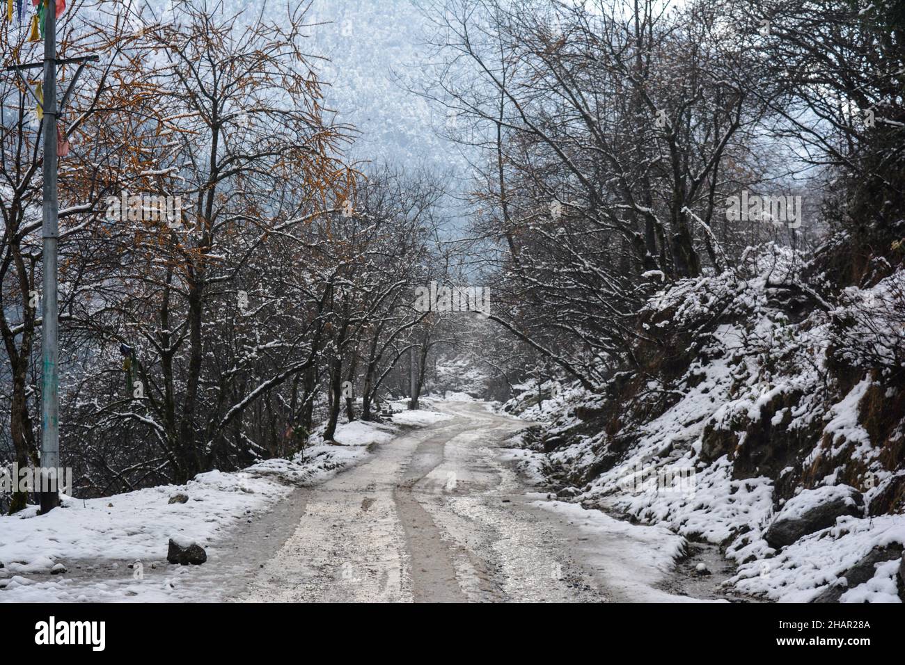 Shot trees scenery snow hi-res stock photography and images - Alamy